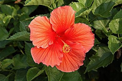 每一片树叶都是真的！《巫师4》展示全3D树叶技术